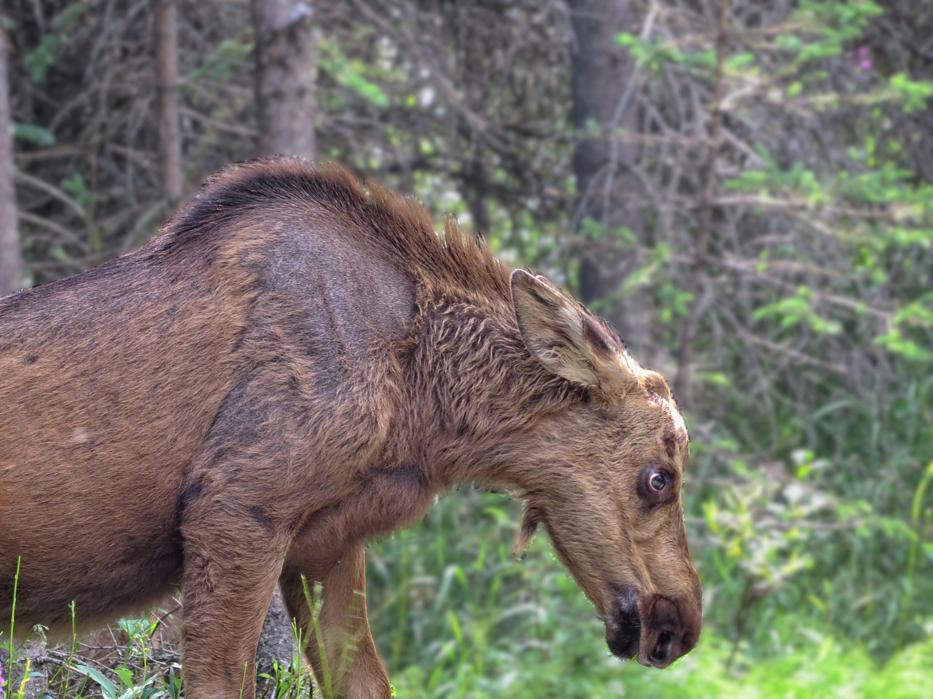 Young Moose at Denali National Park, Alaska
