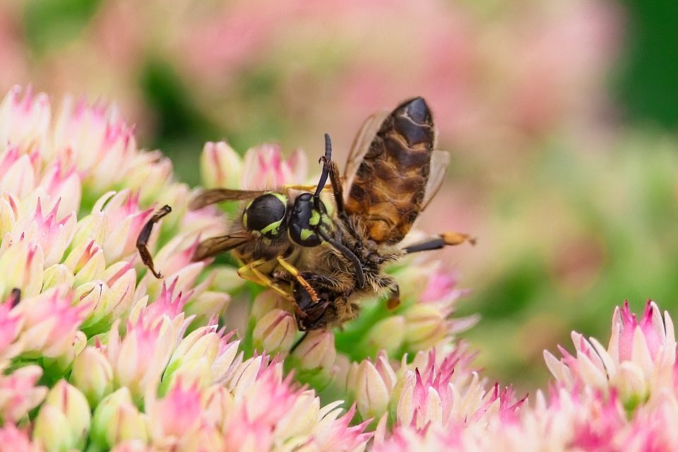 wasp attacking a bee - ON1