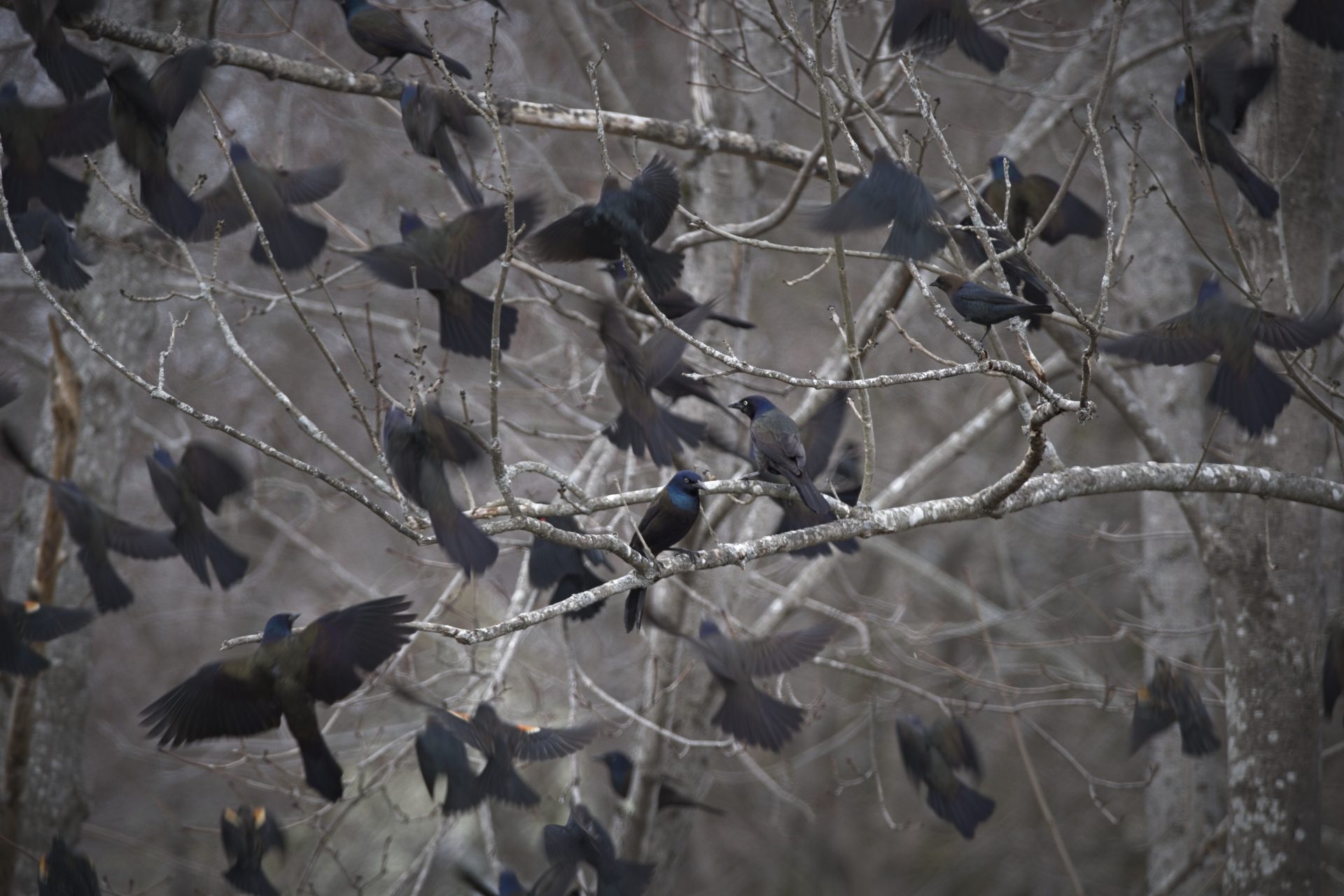 Congregation of Blackbirds