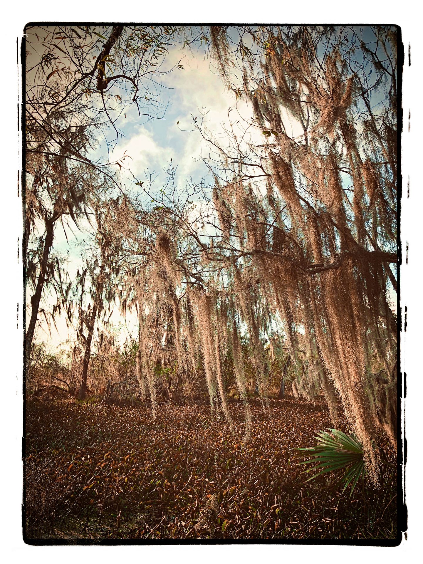 Barataria