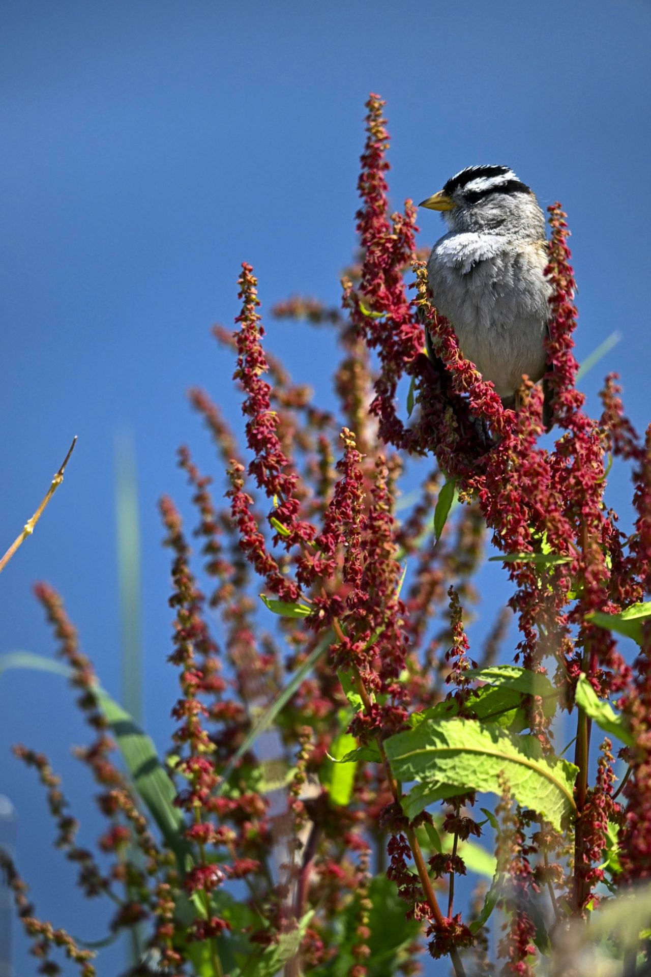White Crowned Sparrow