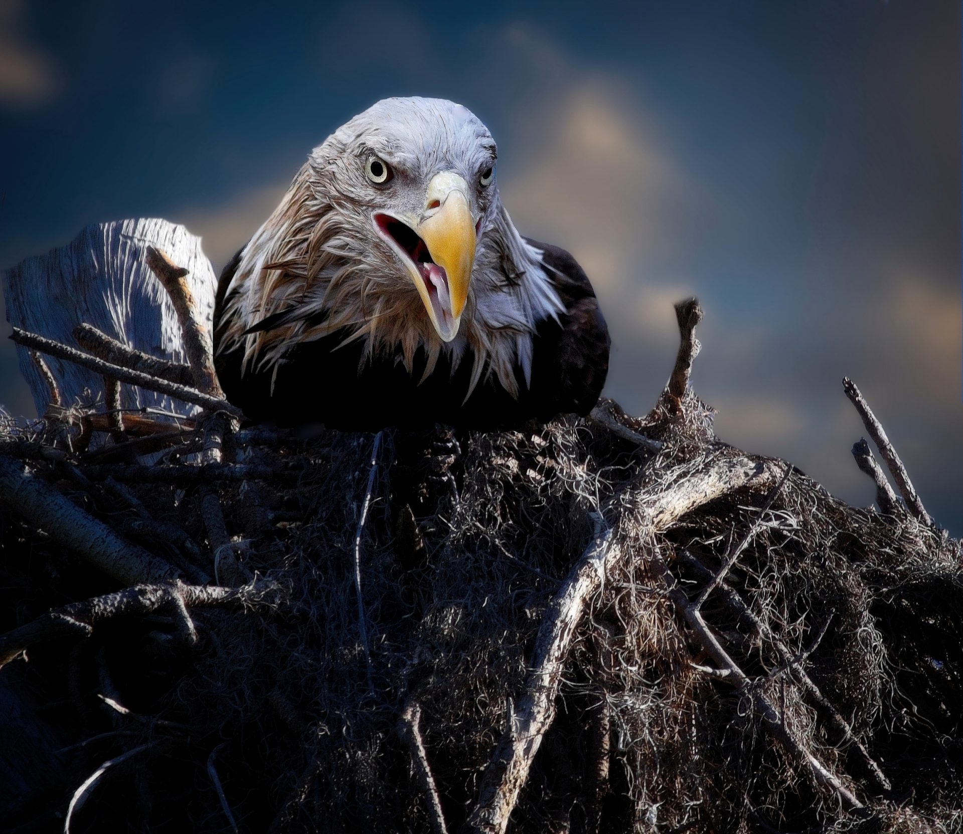 Not very friendly eagle