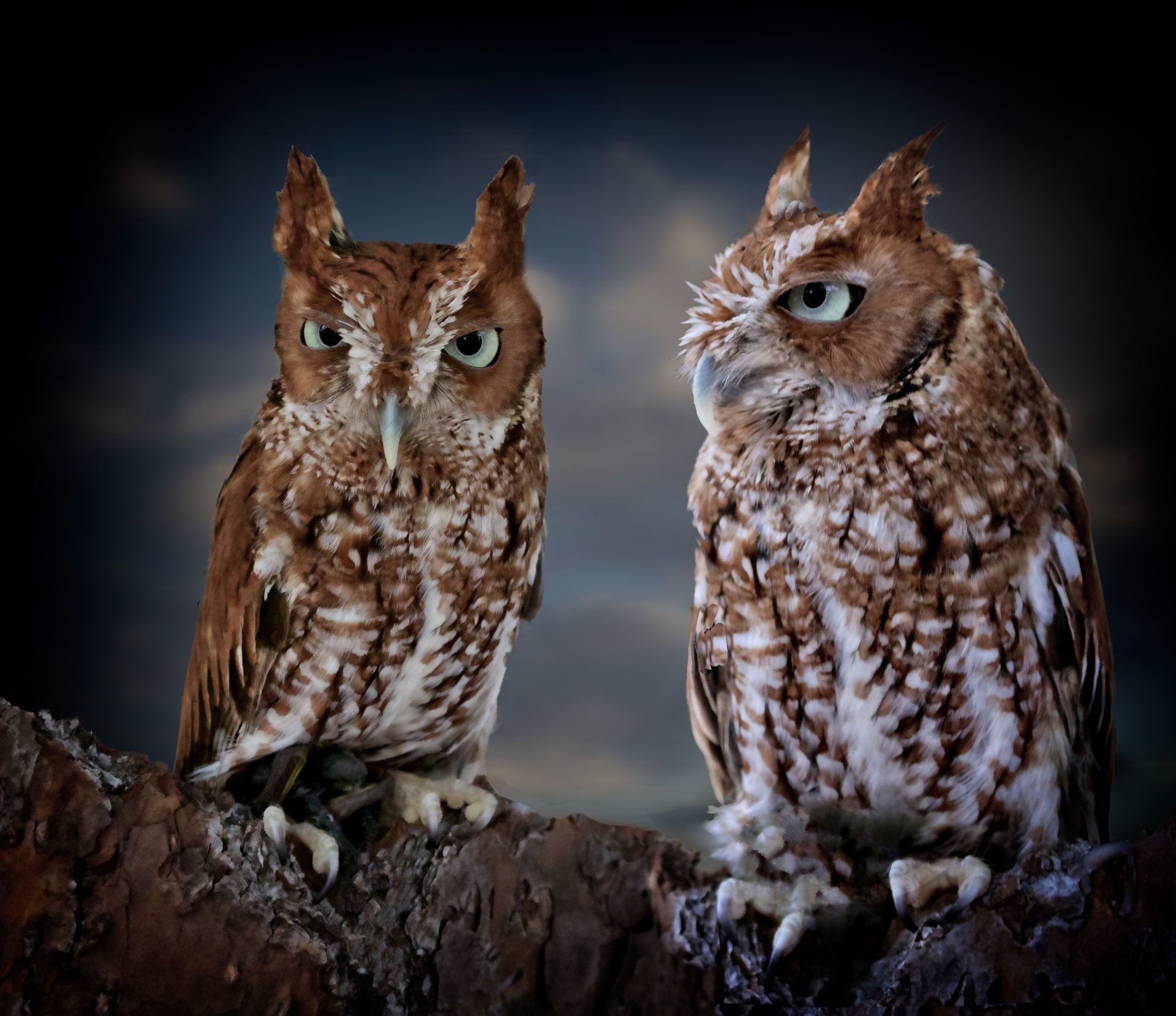 A pair of screech owls