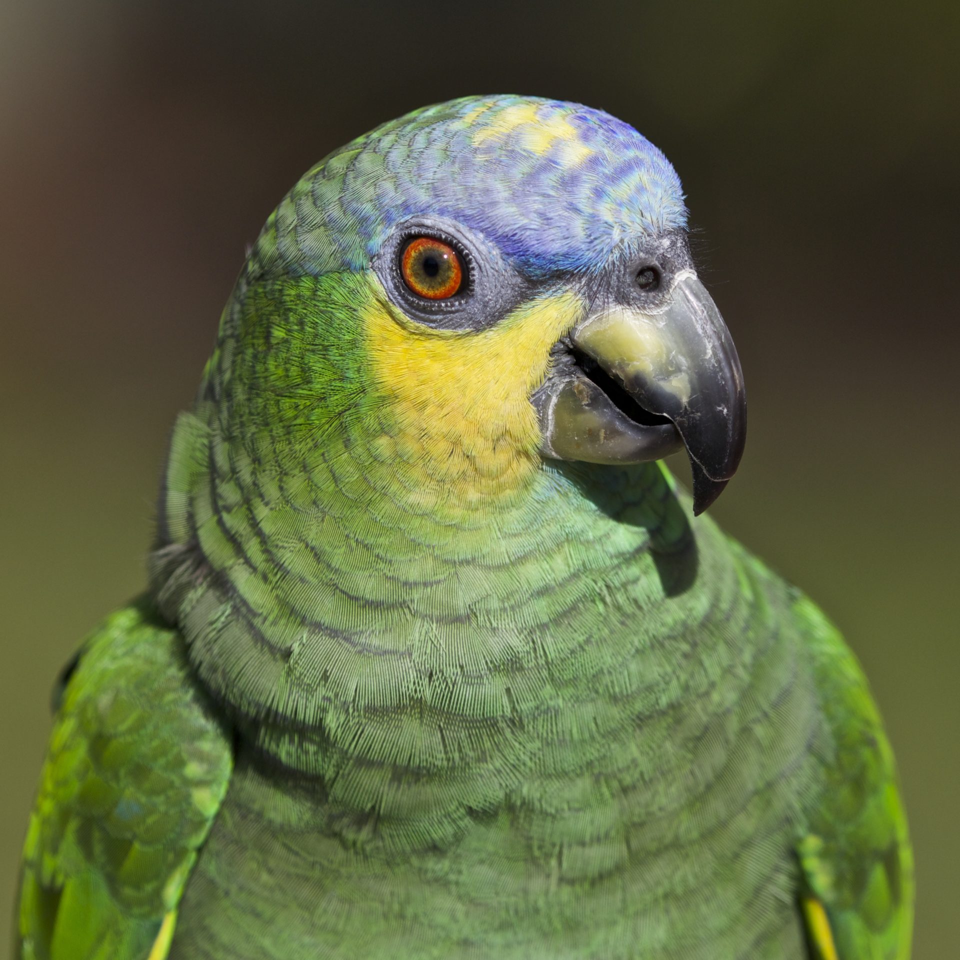 Portrait of an Amazon Parrot