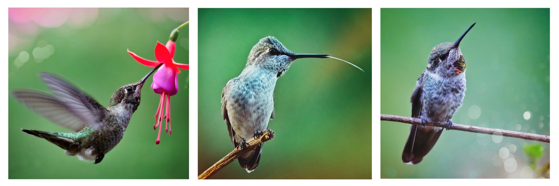 Tryptych of hummingbirds