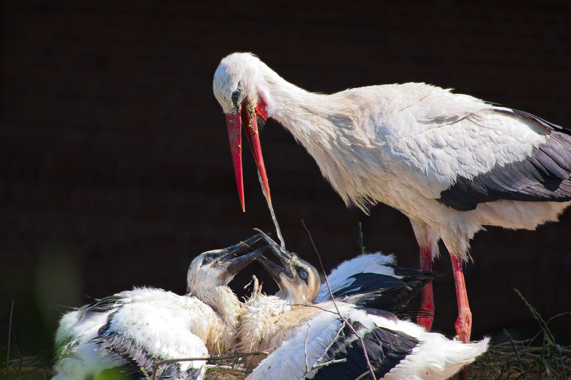 Water for the stork chicks