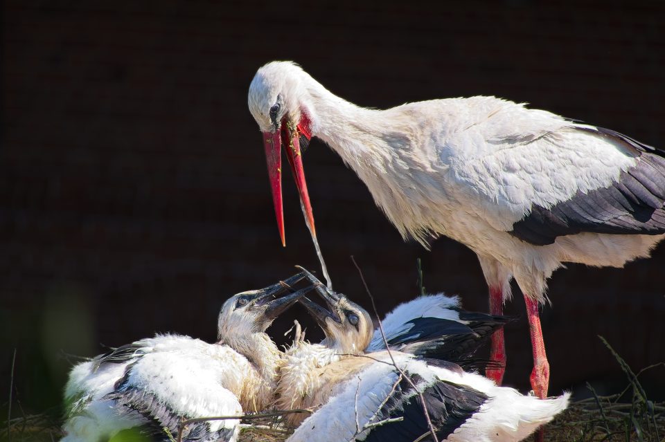 Stork Rica Water for the stork chicks - ON1
