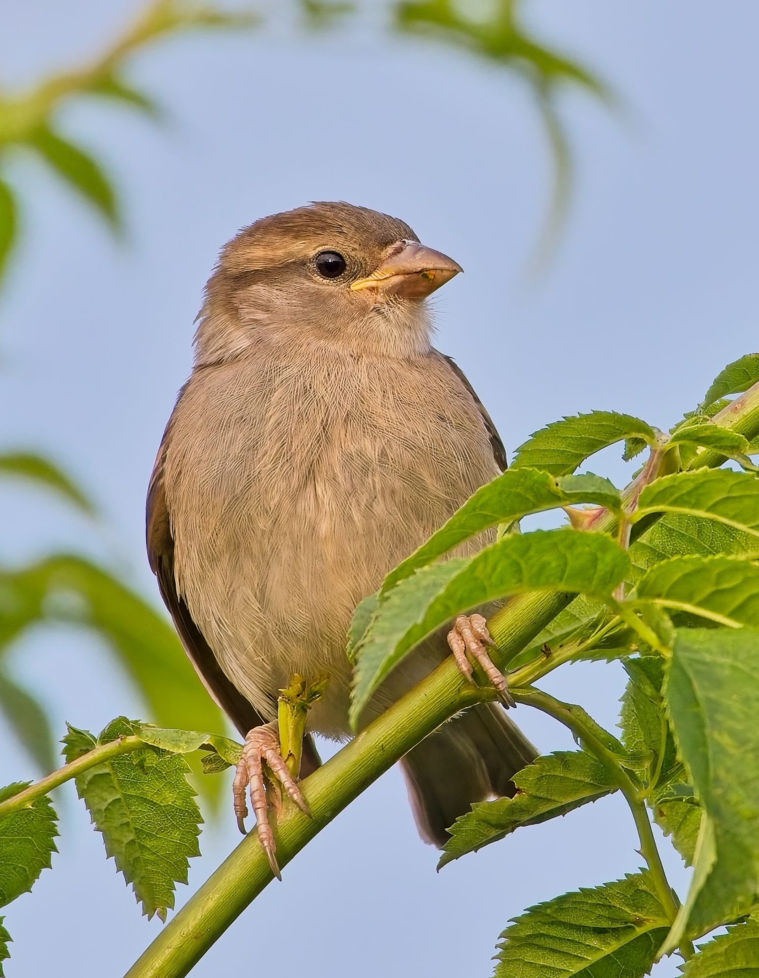 Chaffinch