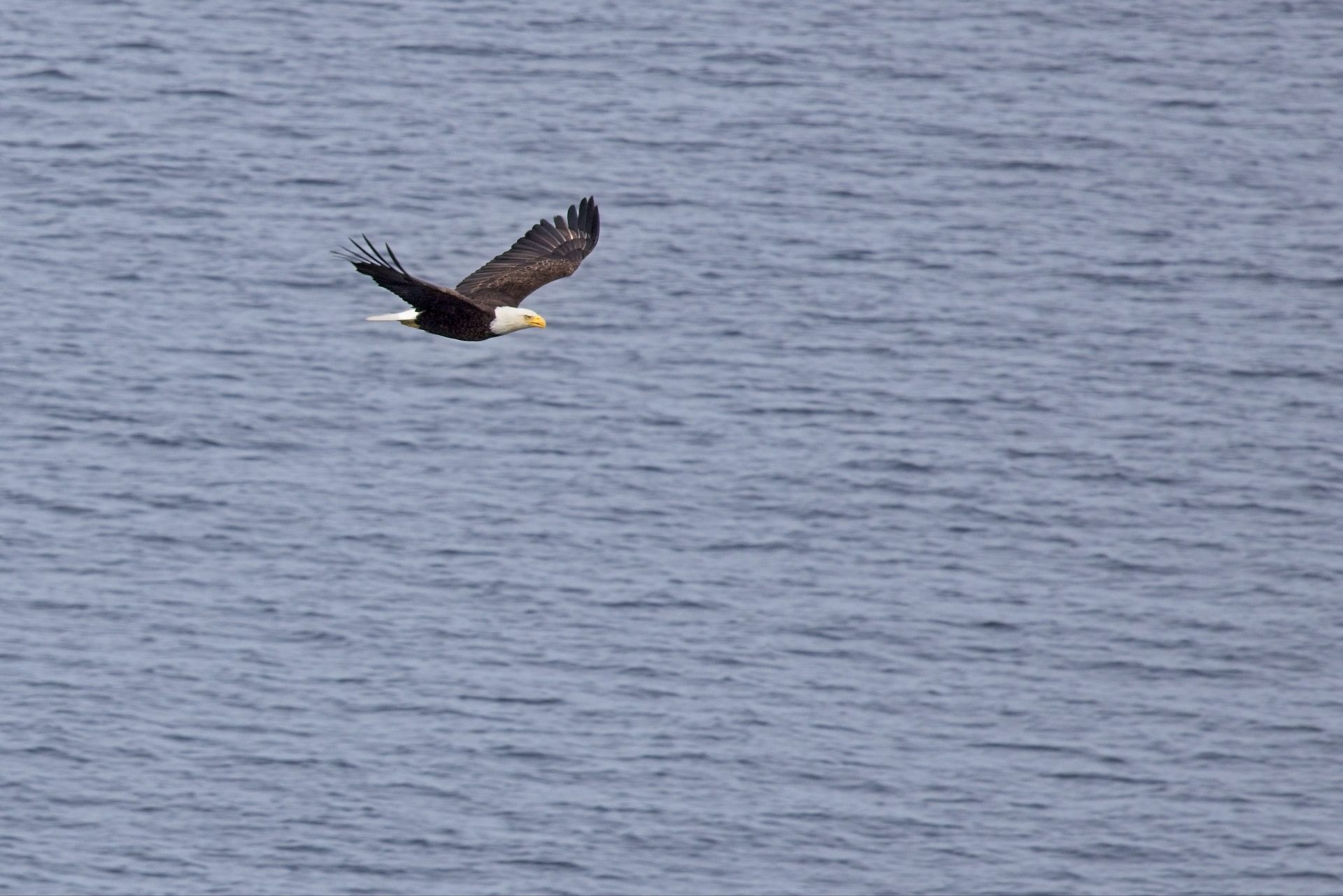 Eagle In Flight – Inner Passage