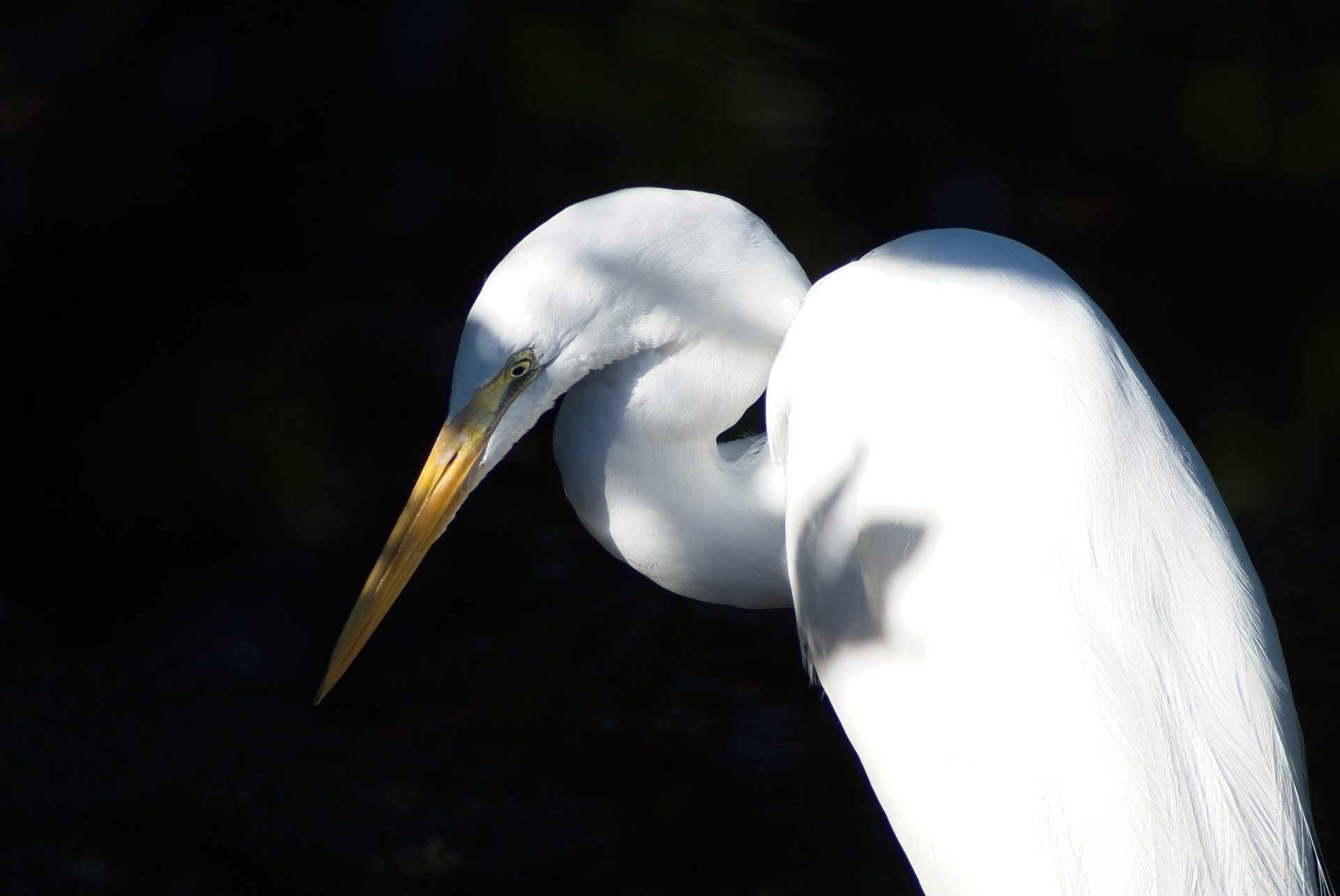 White Heron