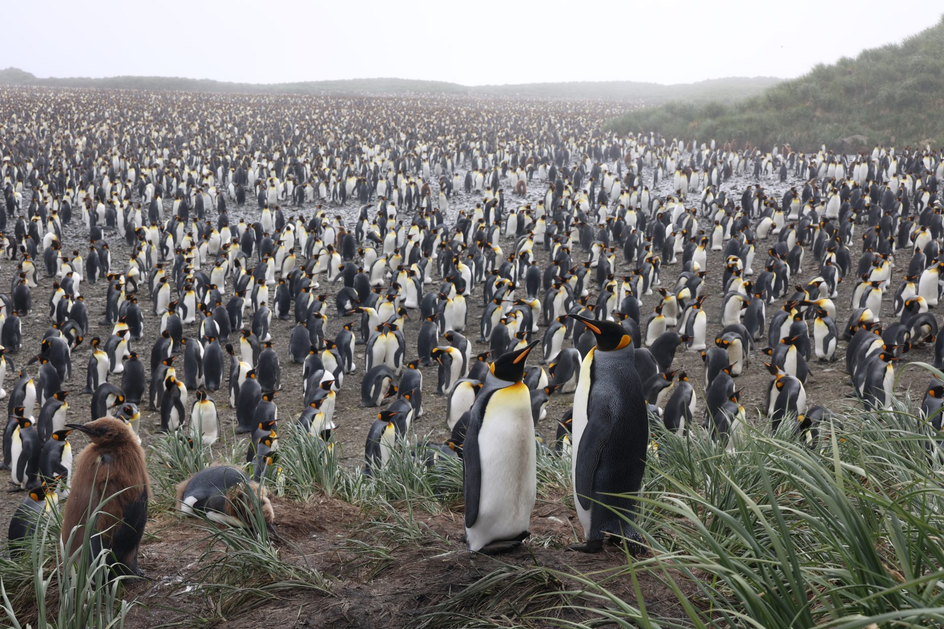 Surrounded by King Penguins