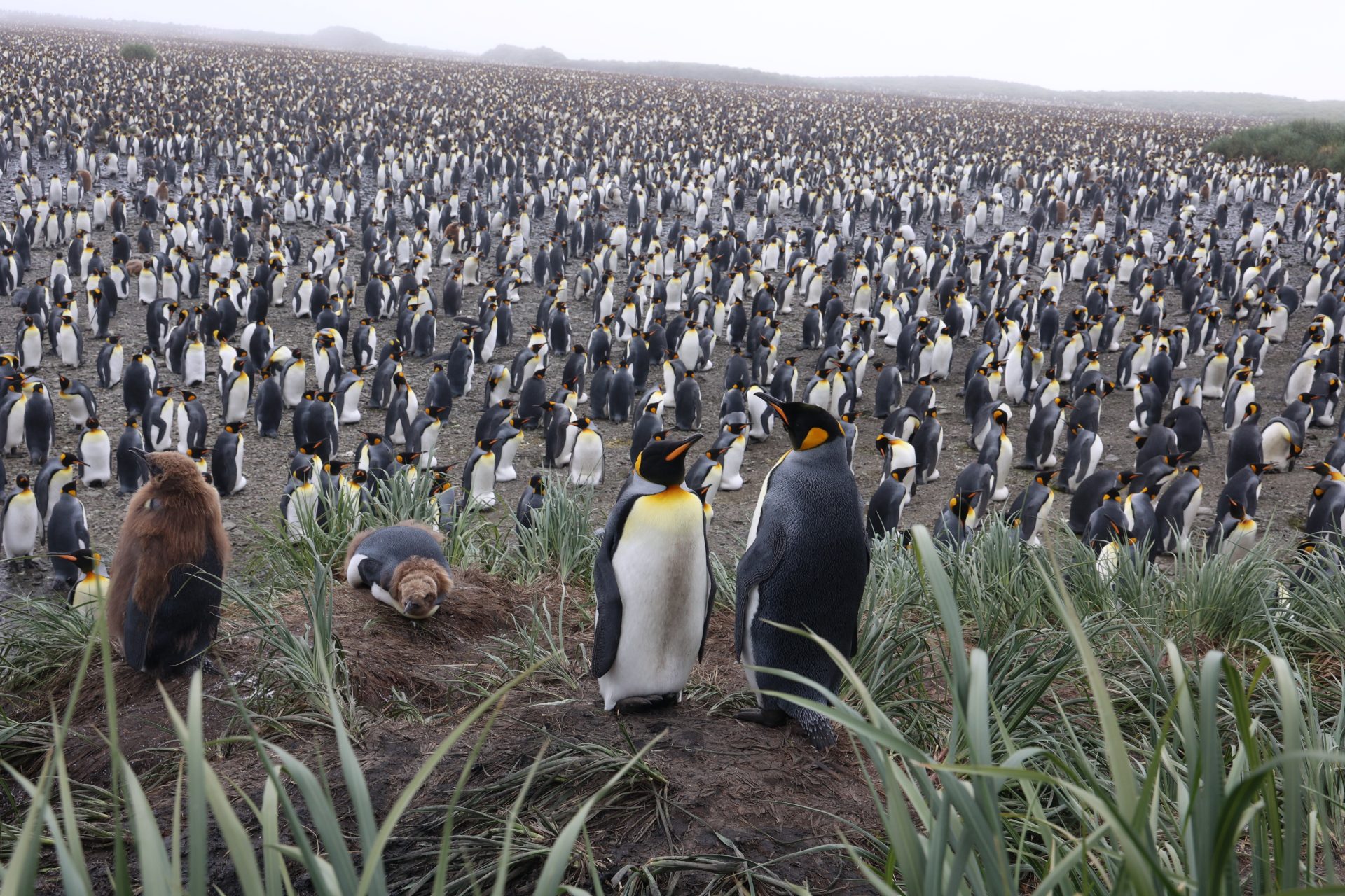Surrounded by King Penguins