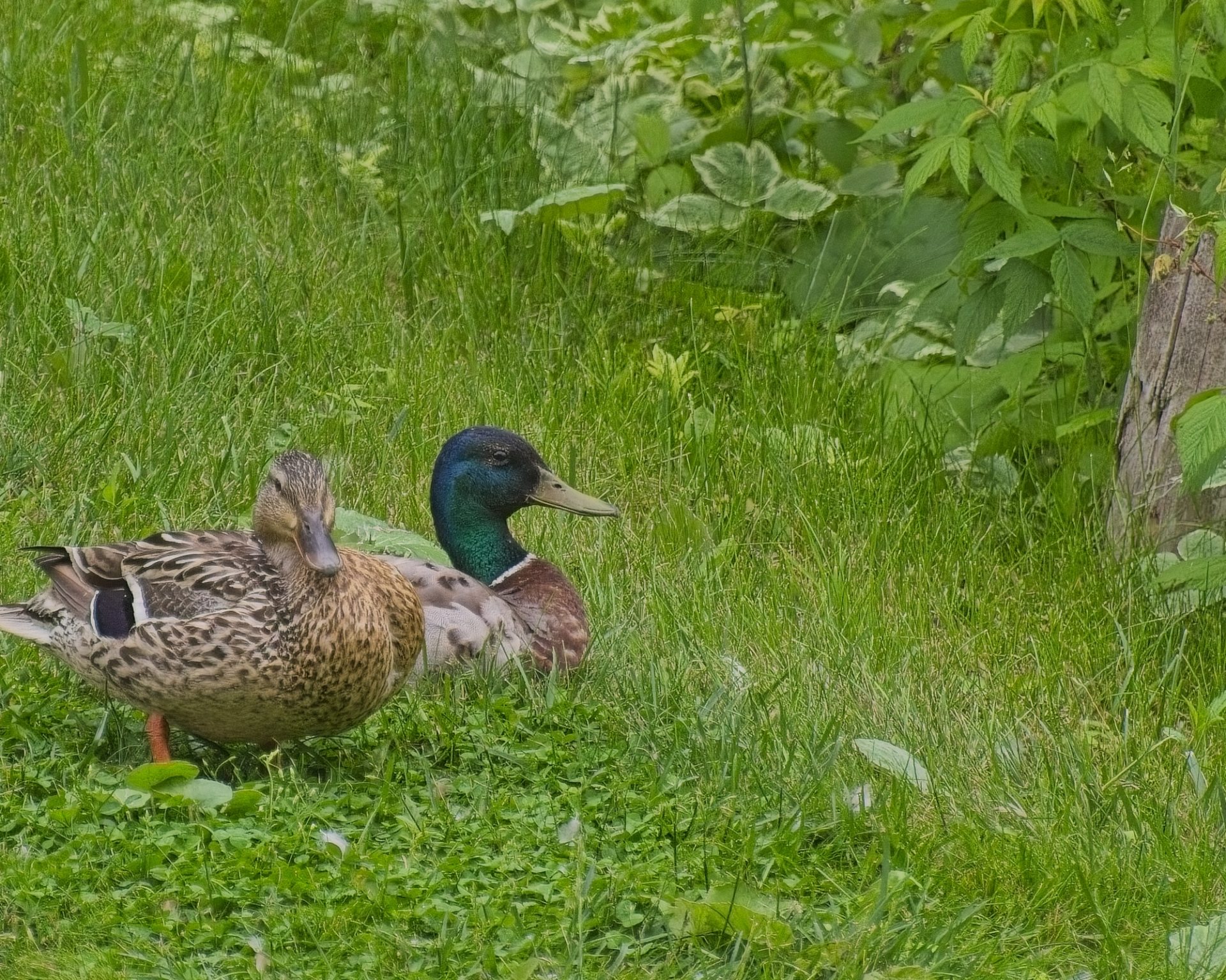 Duck Mallard