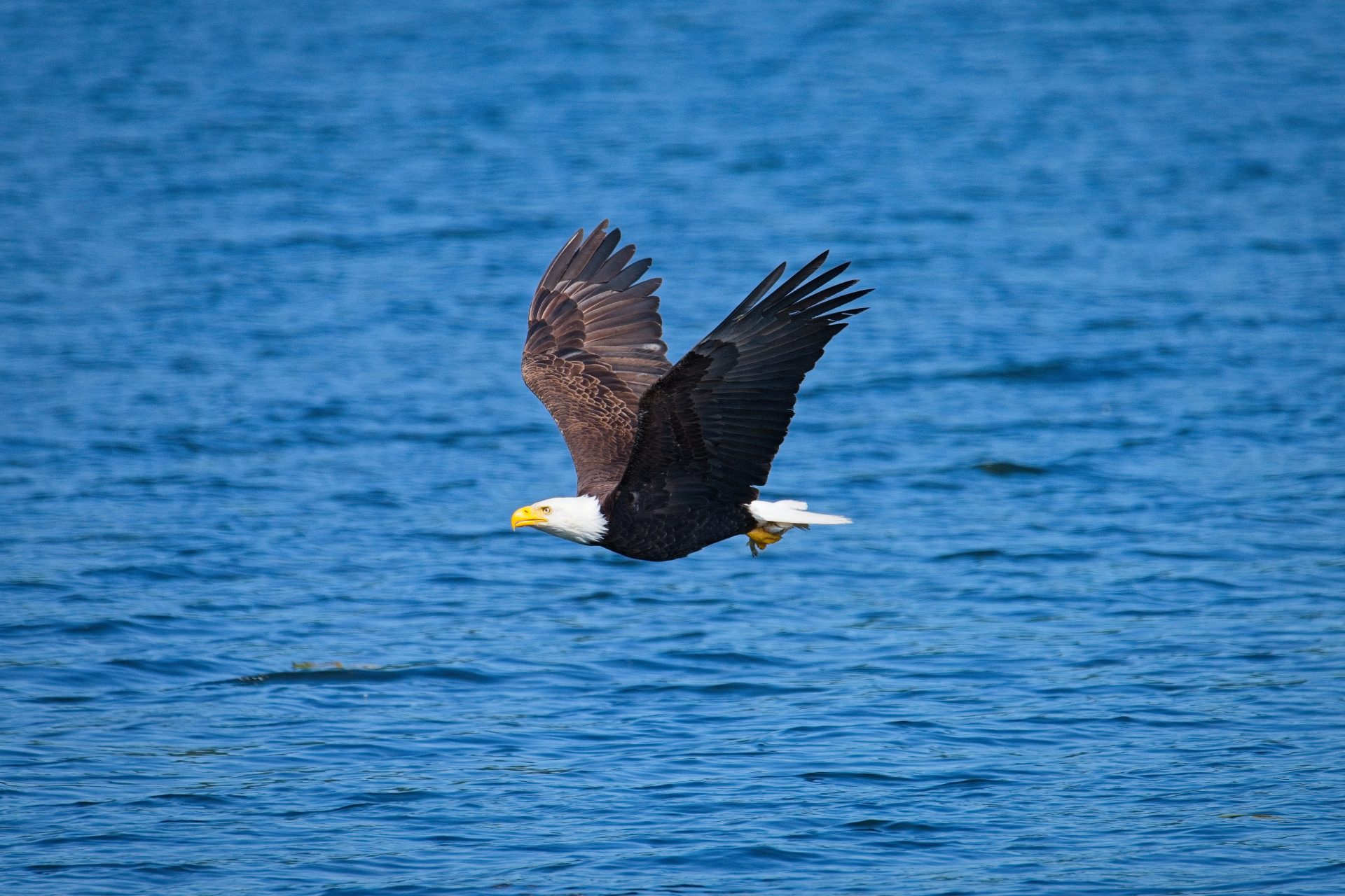 Successful Catch