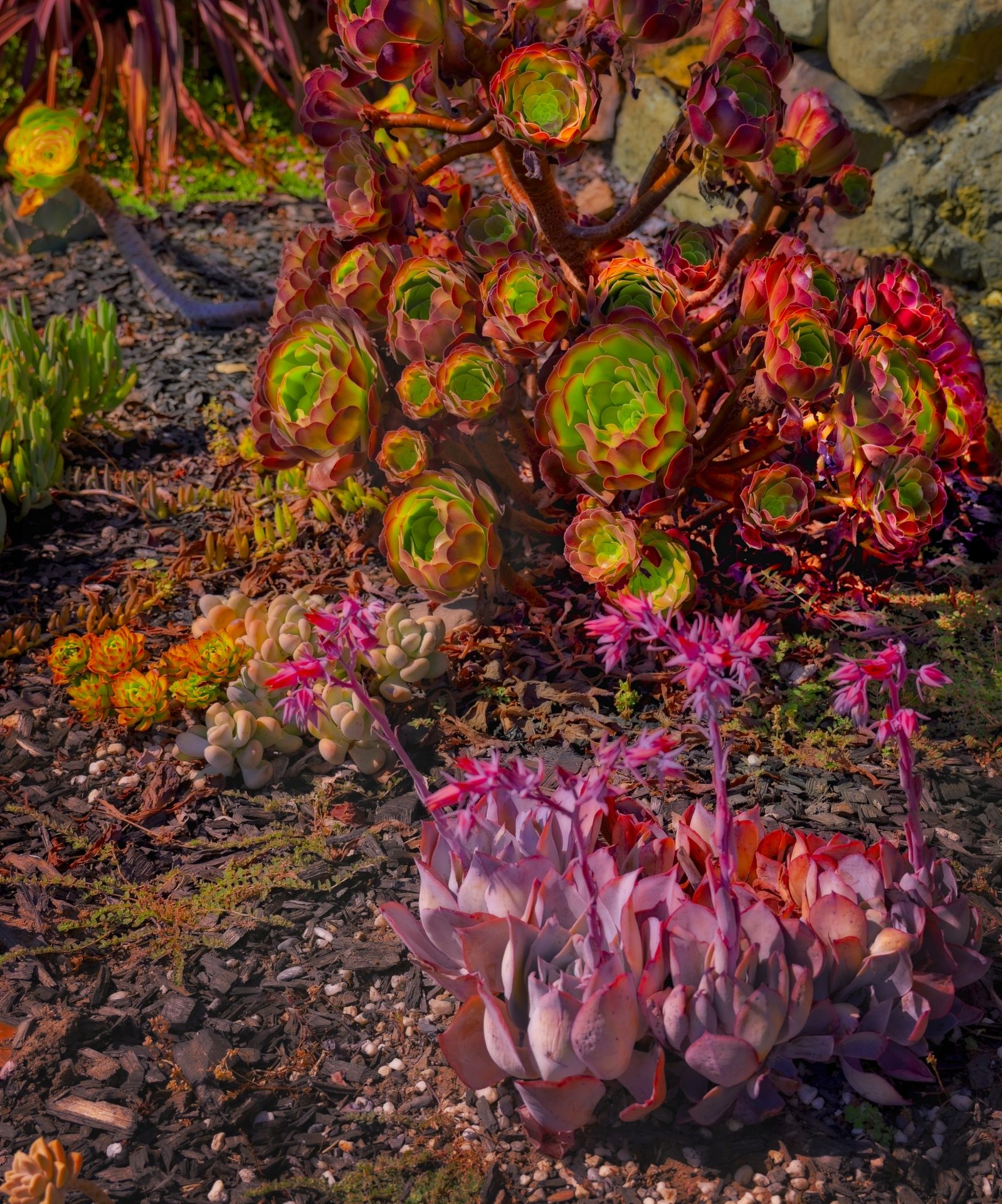Succulent garden in the golden hour