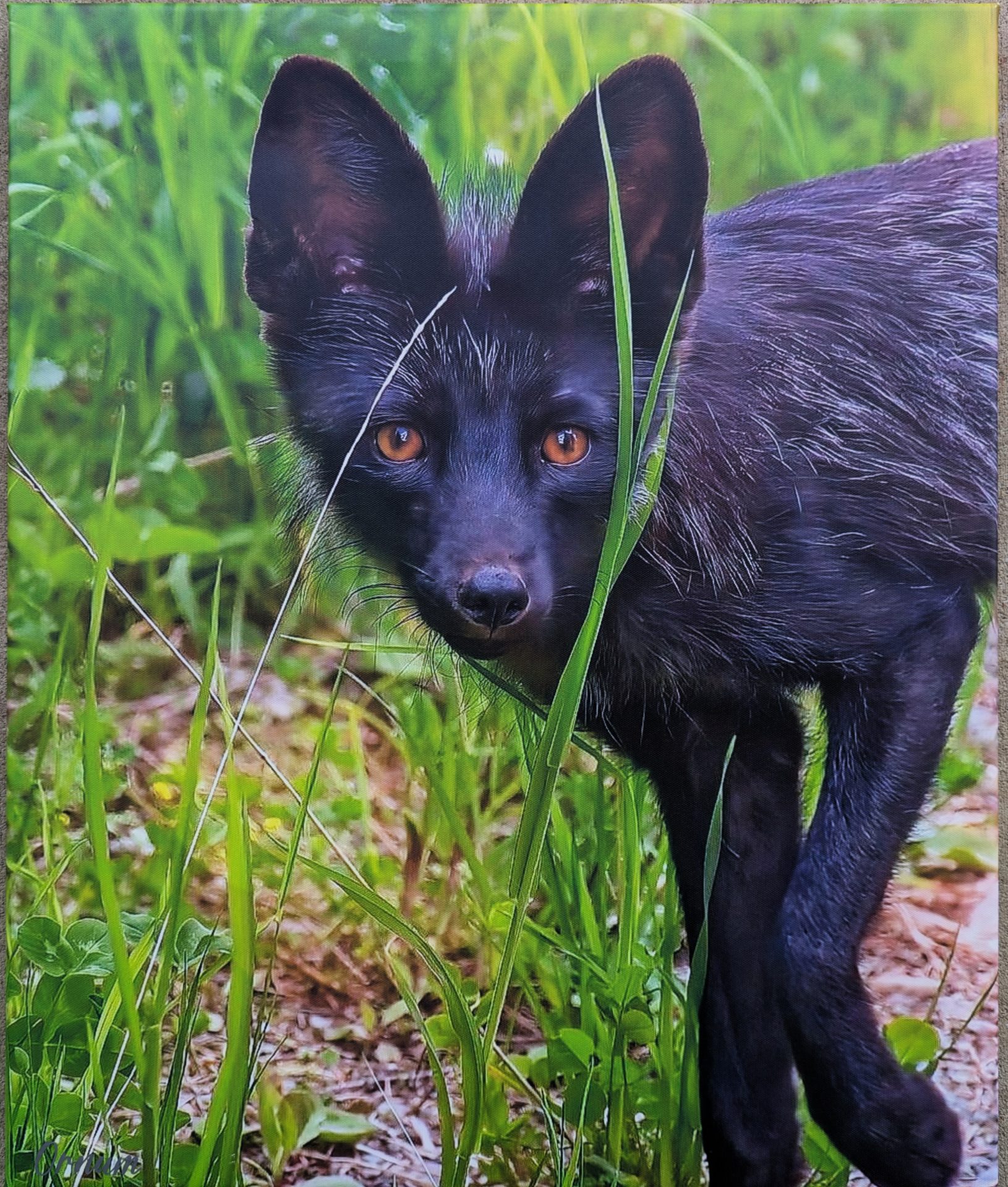 Black Fox