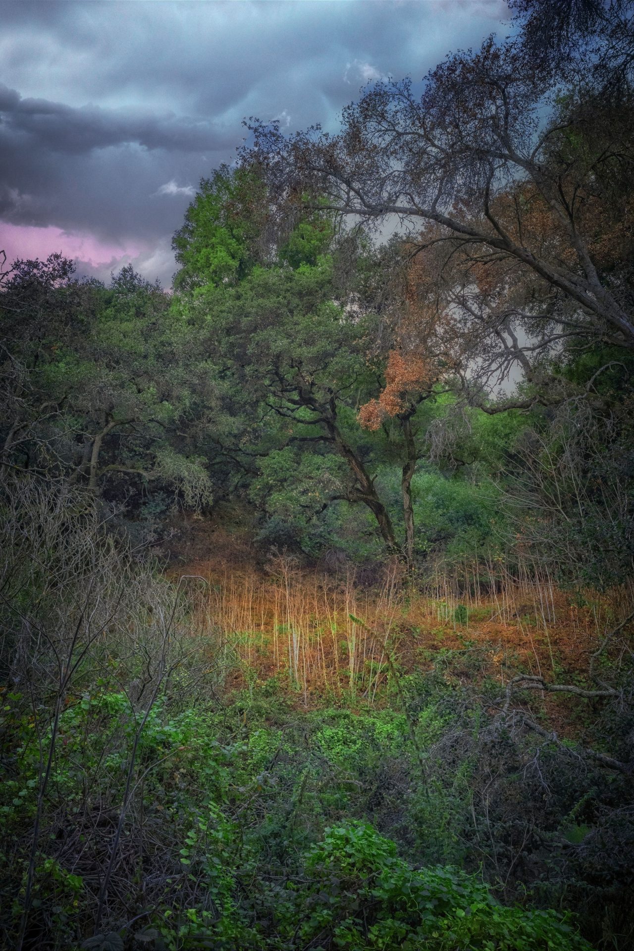 A clearing in the forest