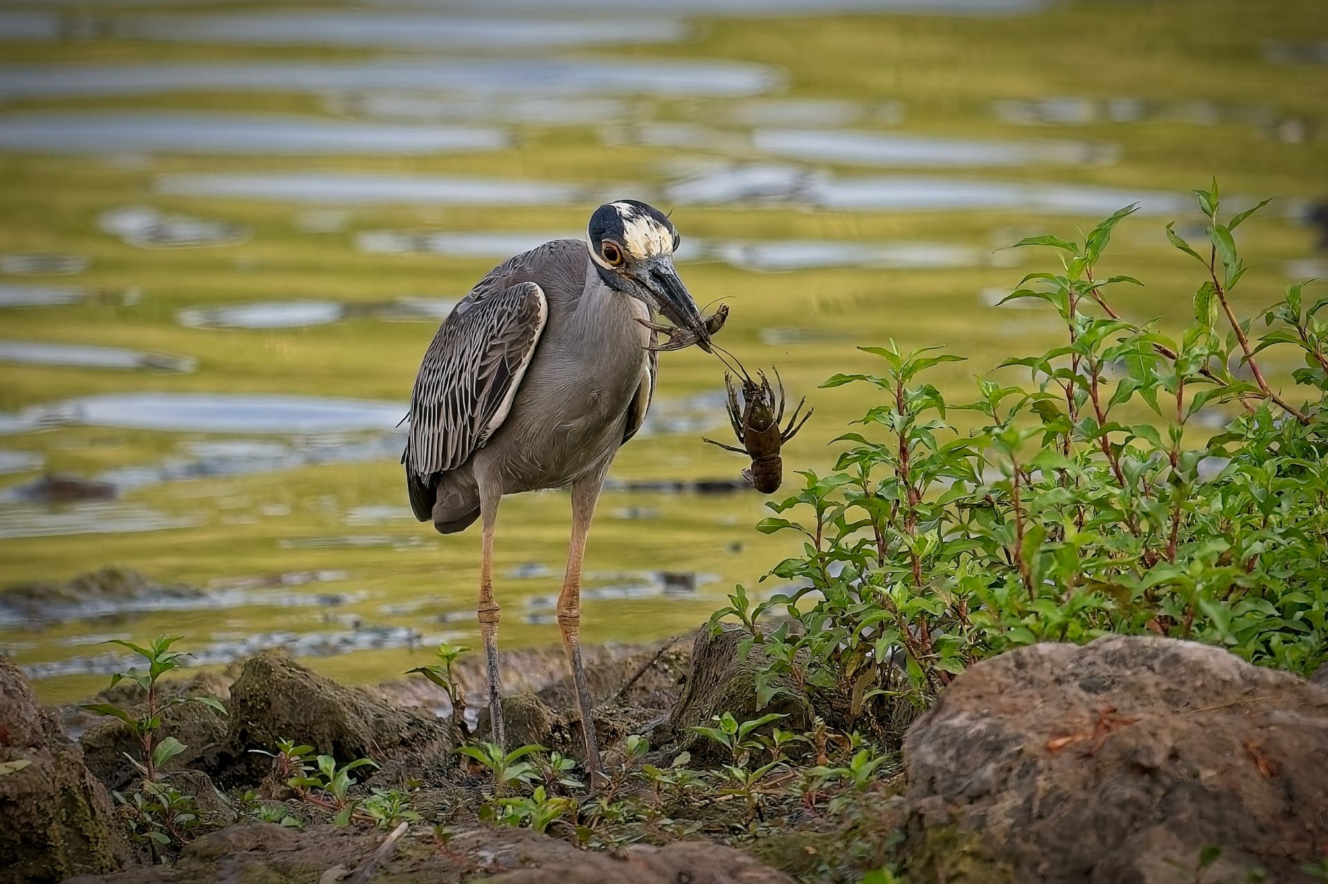 Yellow-crowned Night Heron prepares breakfast