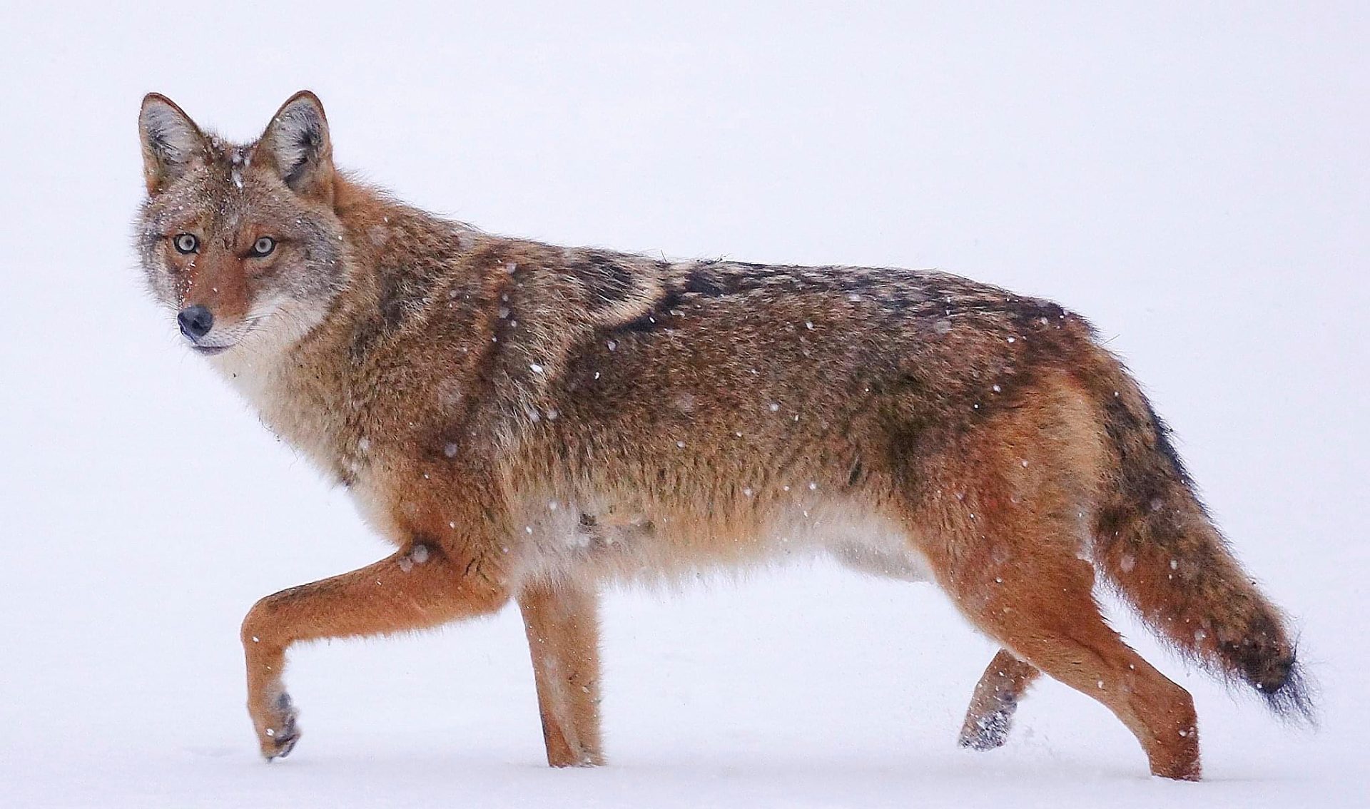 Wary Coyote