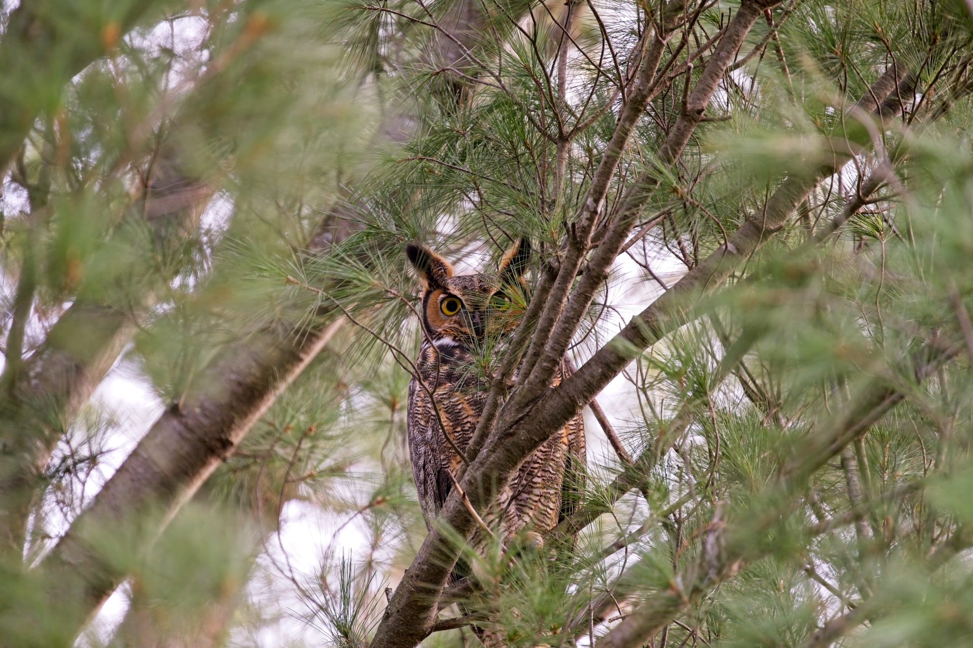 Peek-a-hoo