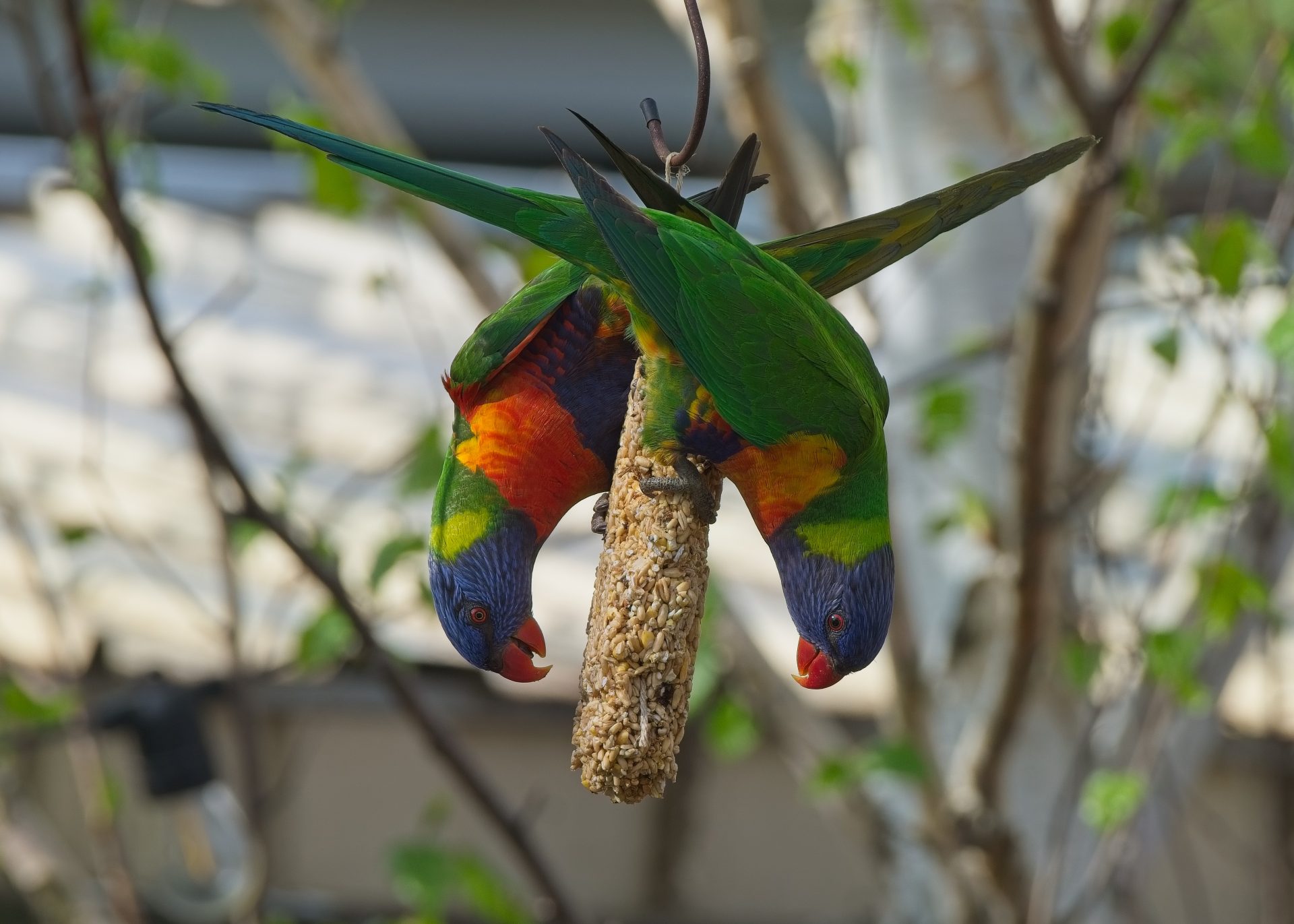 Just hanging around!