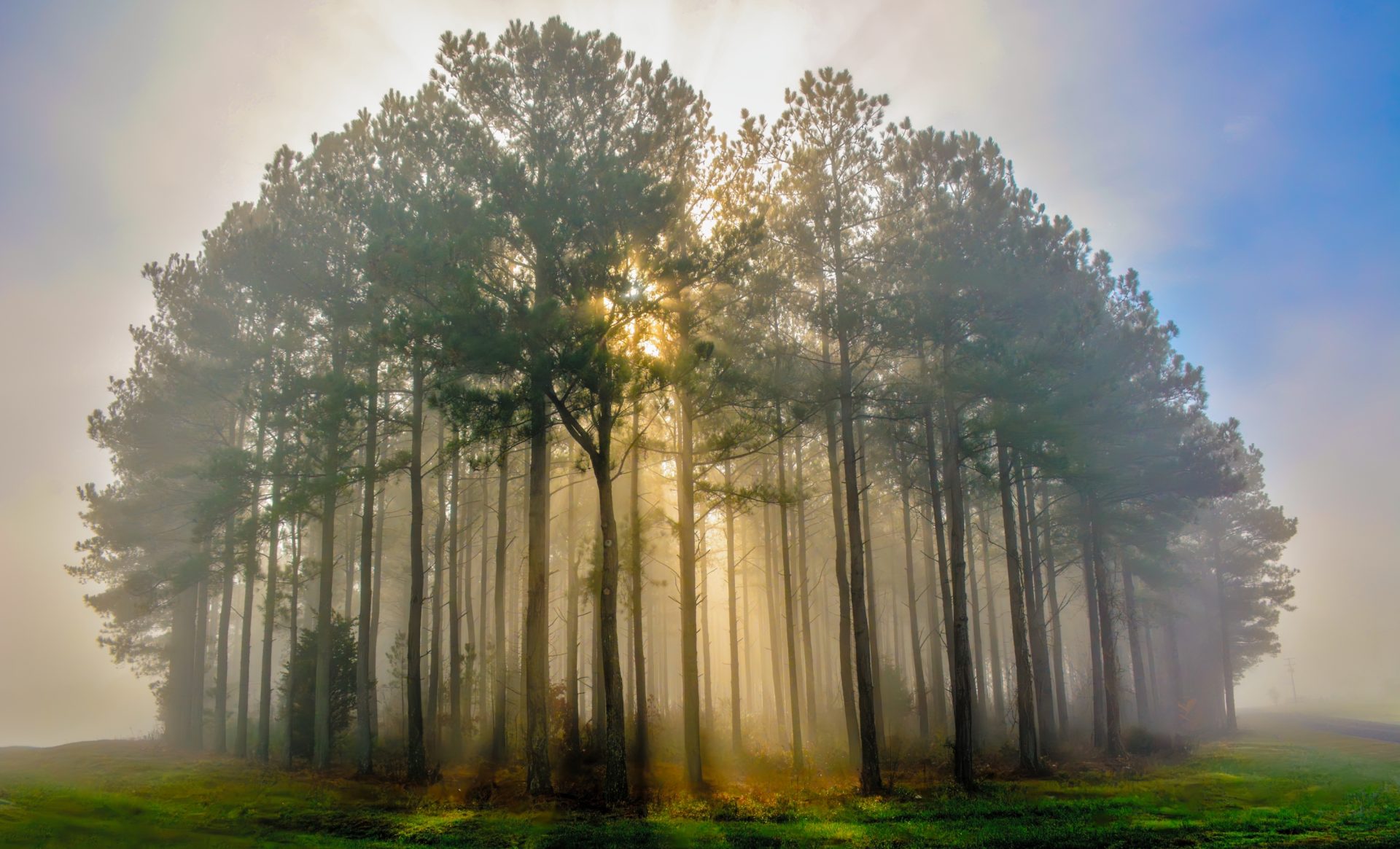 Foggy Forest Breakthrough