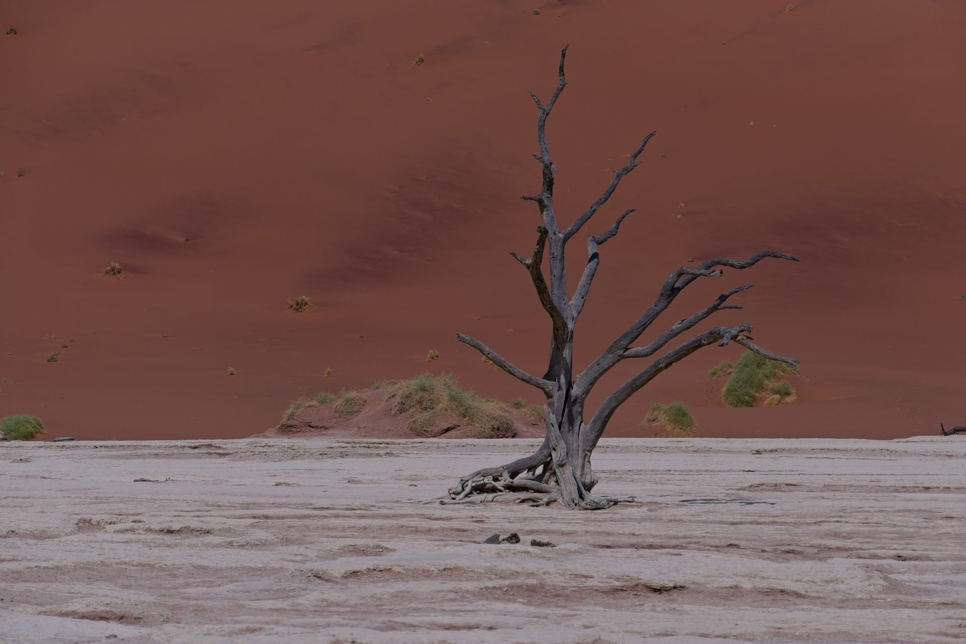 Deadvlei Tree