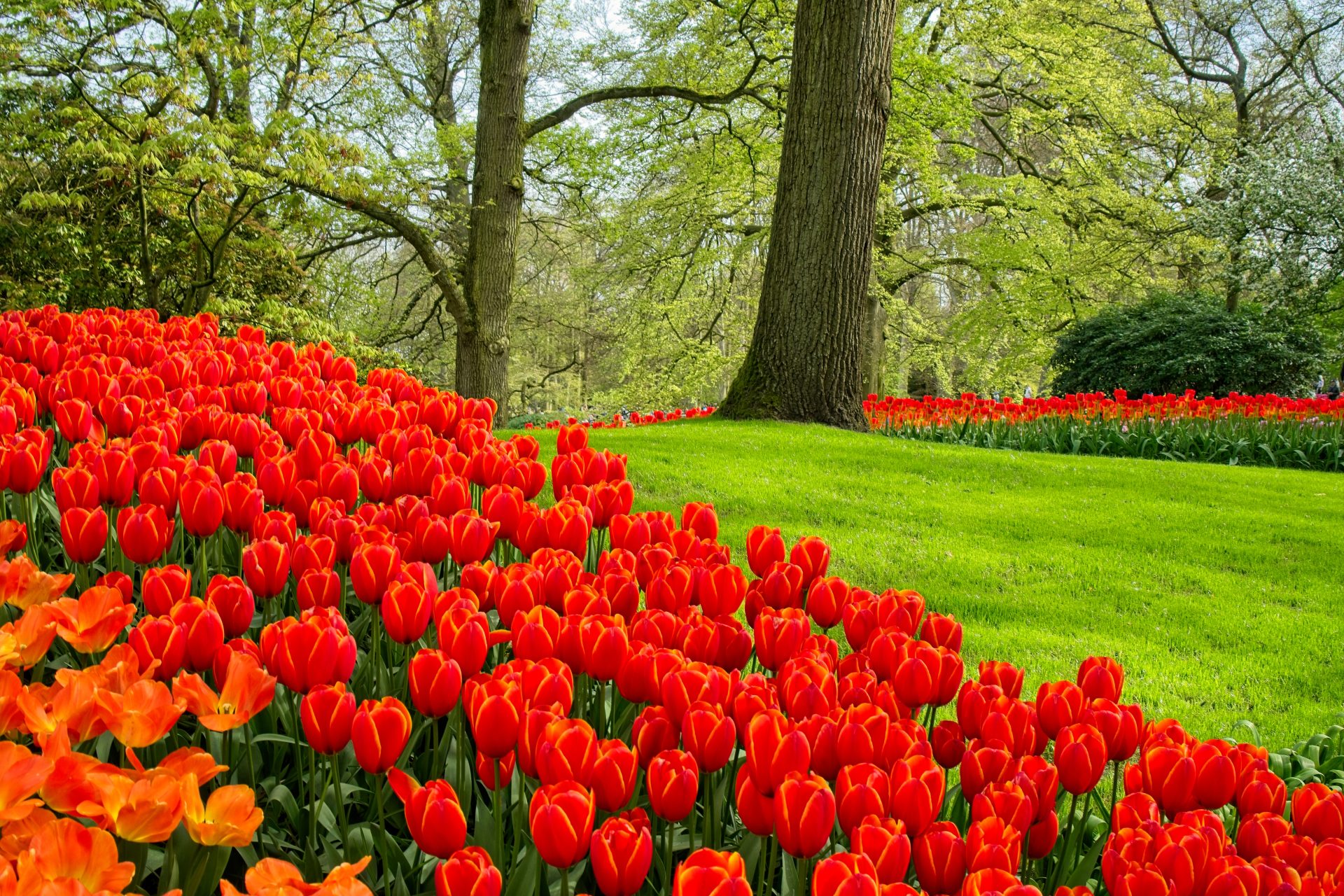 7 Million Tulips