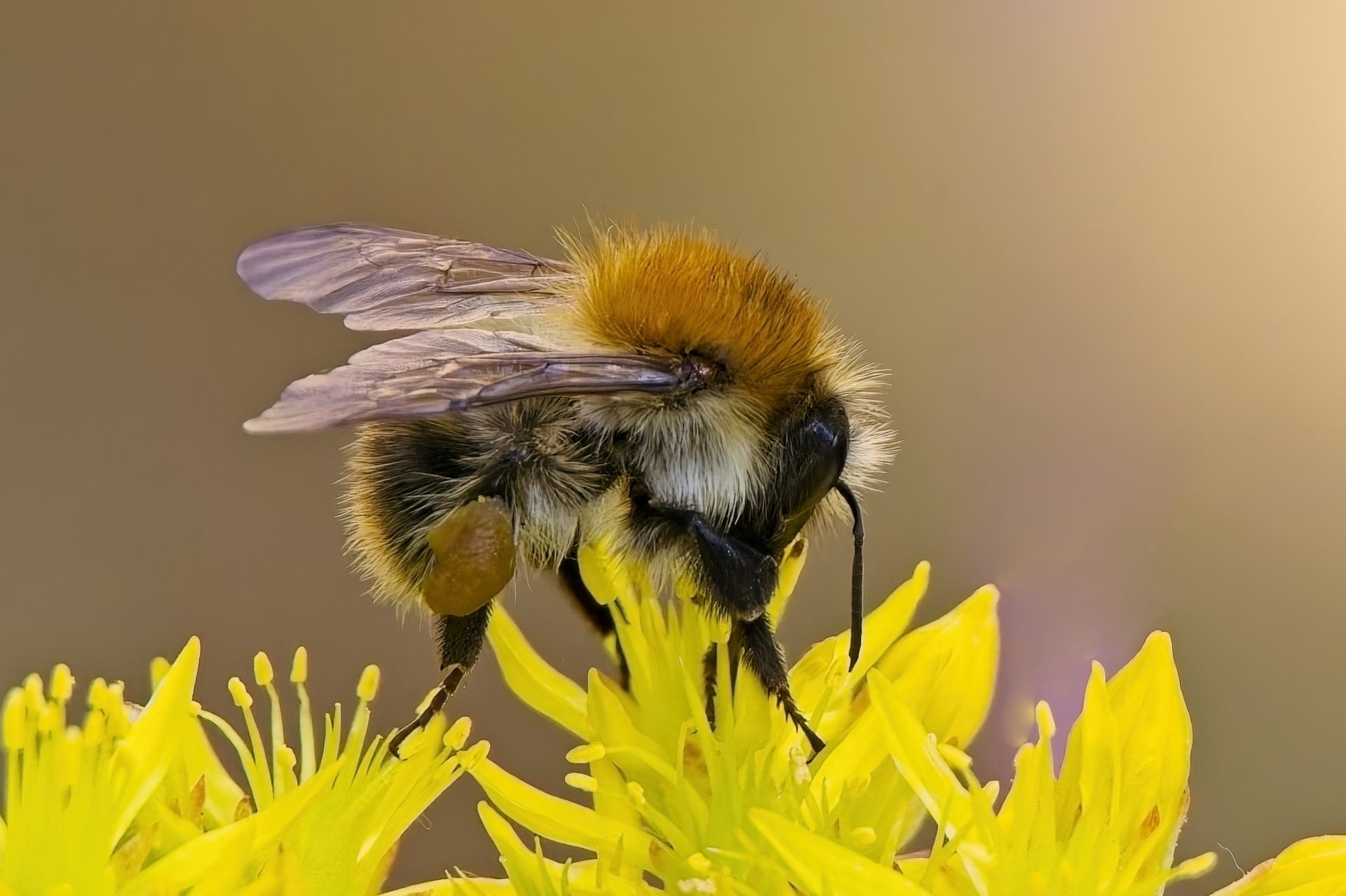 HoneyBee
