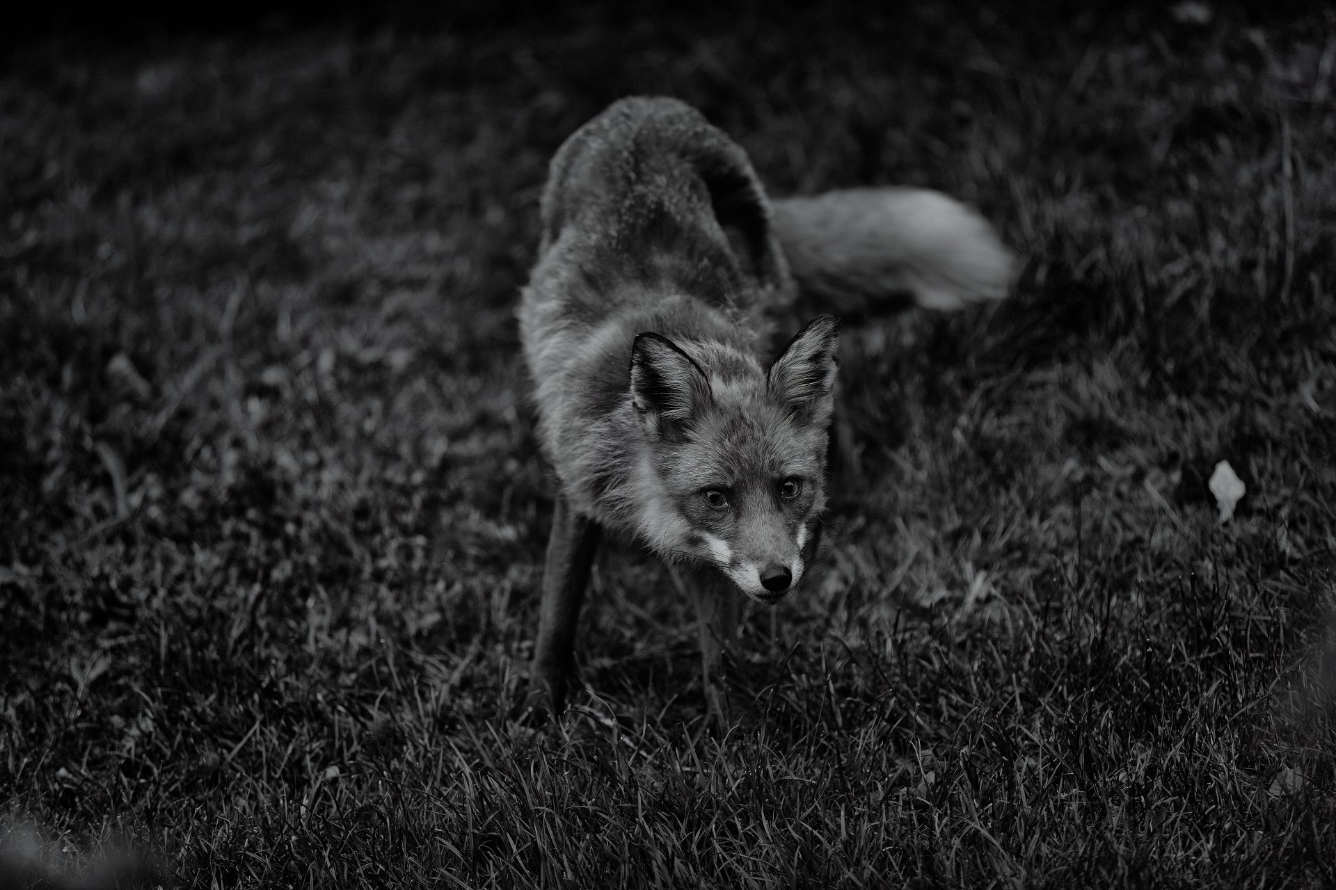 Urban red fox