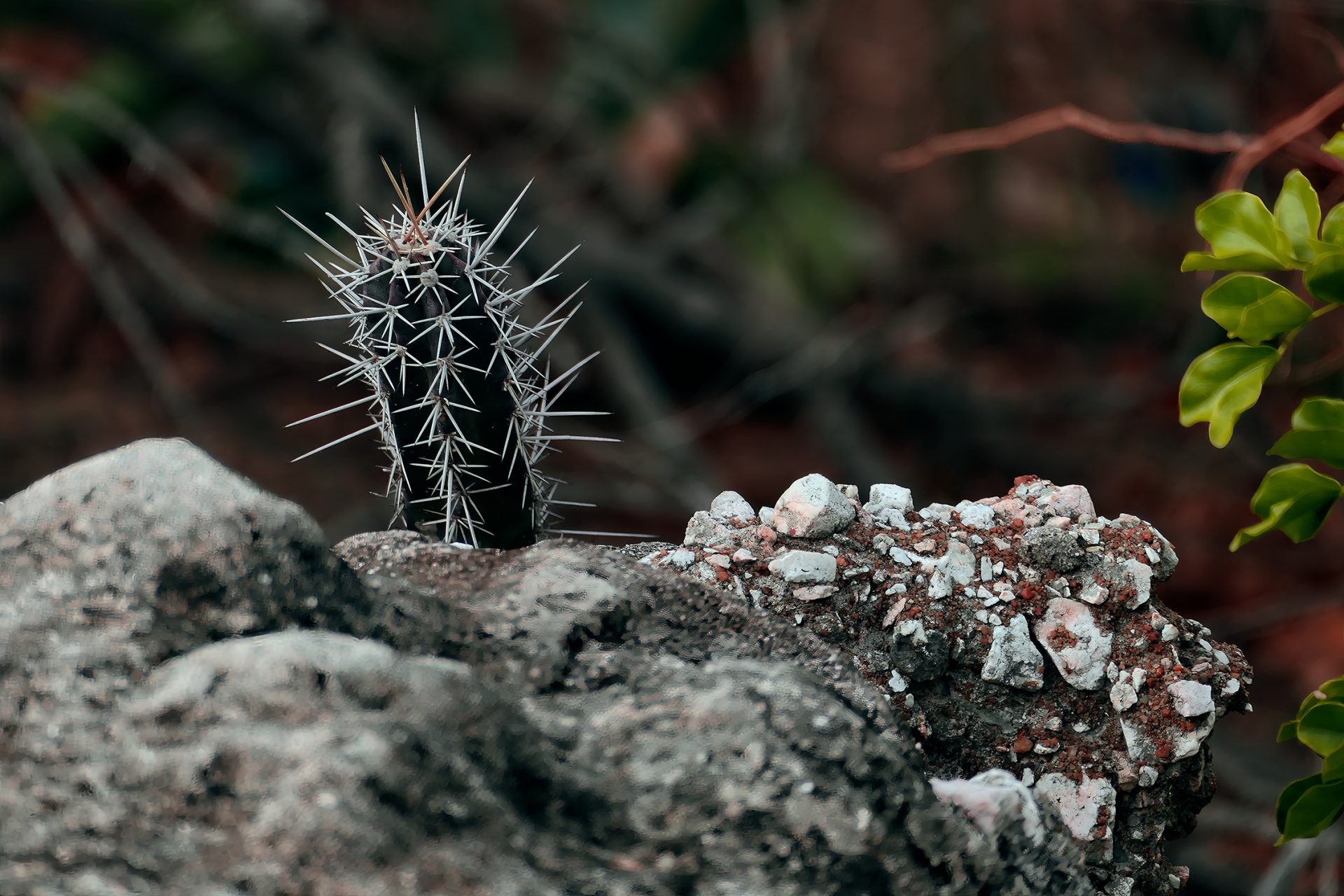 Curacao Cactus