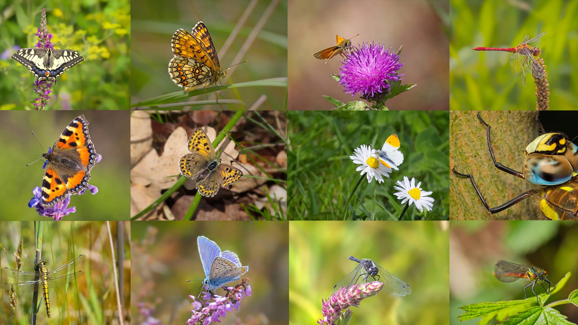 Butterflies and dragonfiles captured with telephoto lens and edited in ON1 Photo RAW