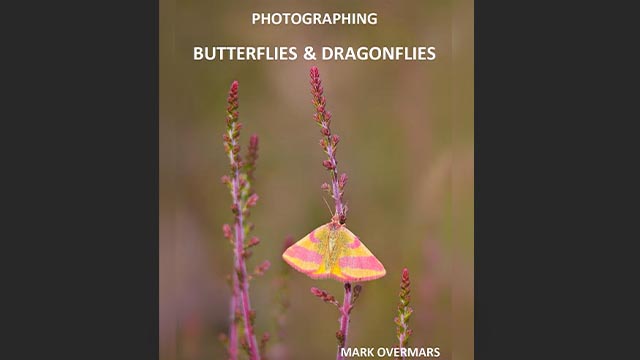 Photographing Butterflies and Dragonflies: A Practical Guide