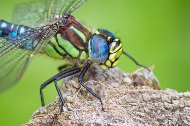Macro photo of dragonfly on tree limb edited in ON1 Photo RAW