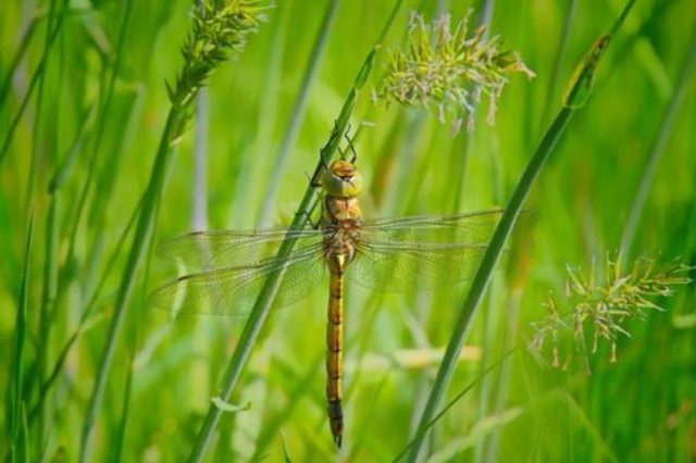Dragonfly on grass edited in ON1 Photo RAW