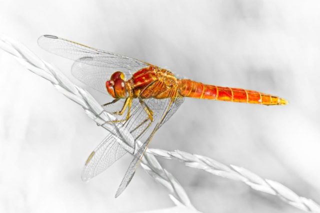 A Dragonfly photo edited with ON1 Photo RAW