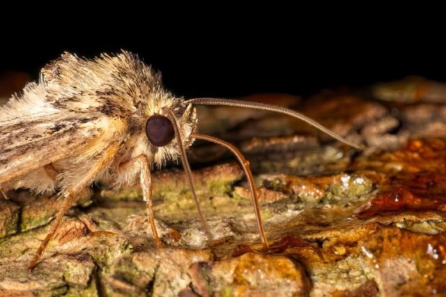 A close-up of a Small Clouded Brindle moth eating syrup through its proboscis and edited with ON1 Photo RAW