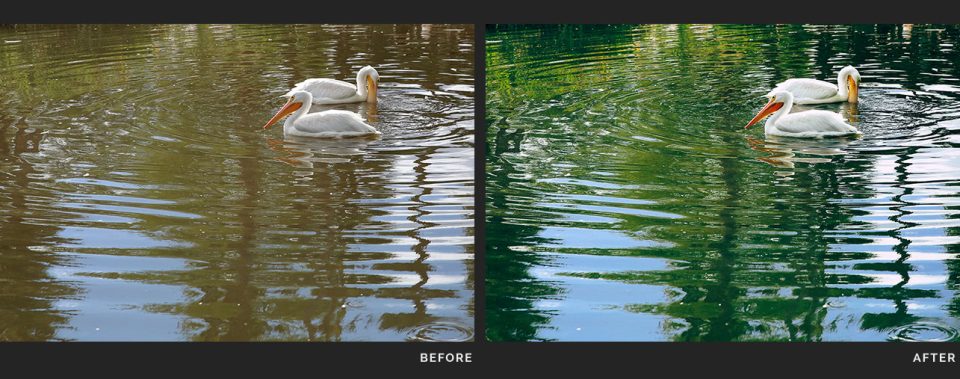 nature and wildlife lut banner