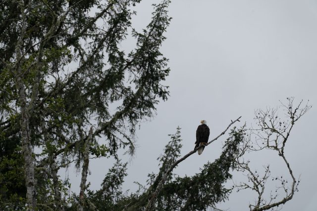 Photo enlargement of bald eagle with ON1 Resize AI 2026