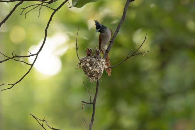 Photo of bird and nest AI upscaled with ON1 Resize AI 2026