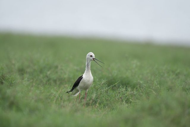 Photo of bird in a field and enlarged with ON1 Resize AI 2026