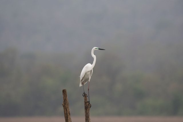 Photo of a crane and resized with ON1 Resize AI 2026