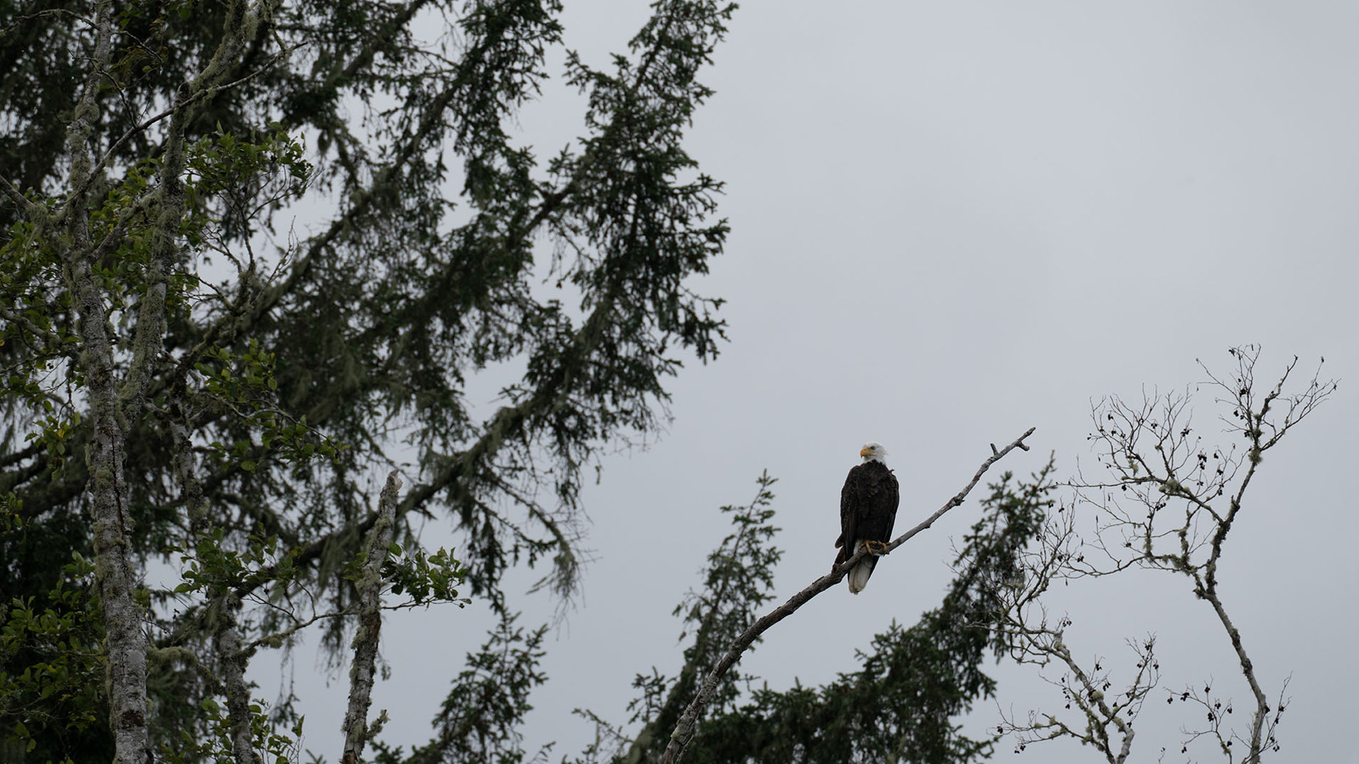 Close-up of a Bald Eagle perched on a tree branch with a blurred forest background resized with ON1 Resize AI 2026