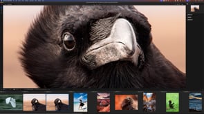 Why I’m Loving Resize AI 2026!