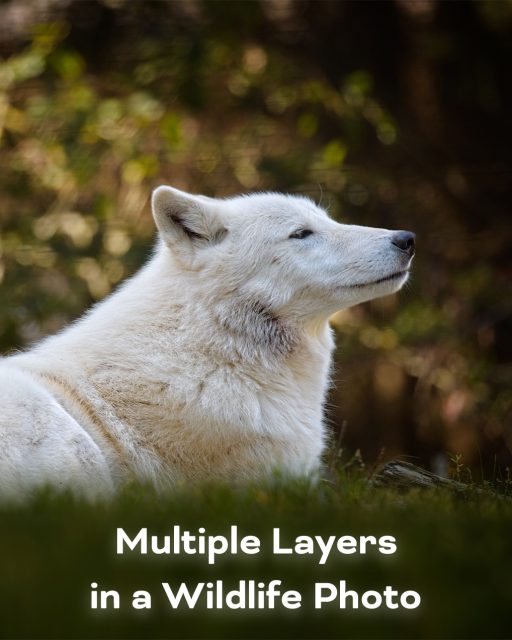 Using Multiple Layers in a Wildlife Photo