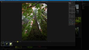 Taming the Light: HDR Editing in the Redwoods