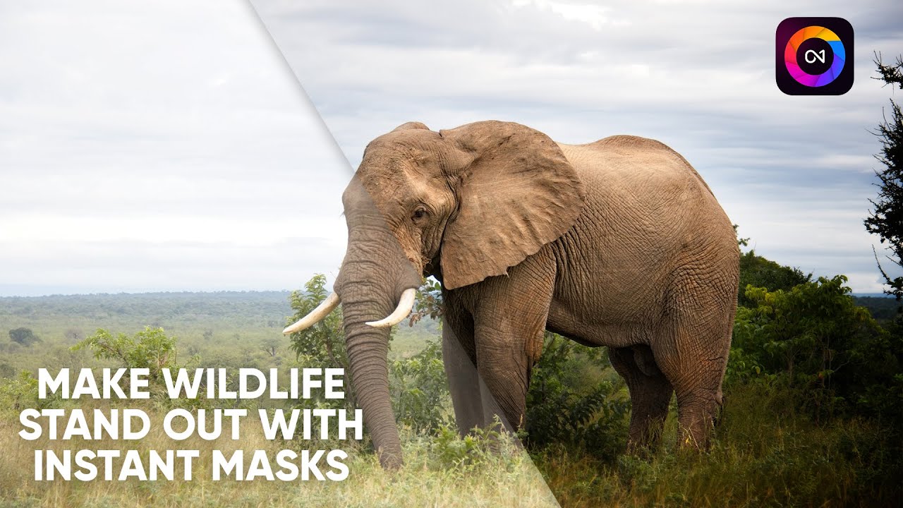 Make Wildlife Pop! Instant Subject & Background Masking in ON1 Photo RAW 2026
