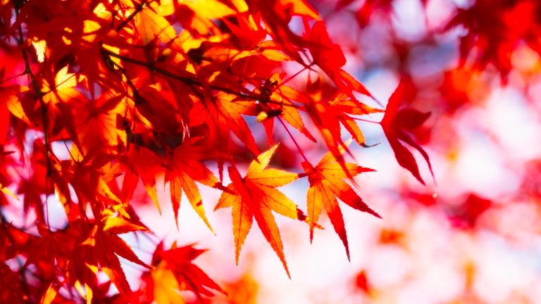 Autumn Glow Presets
