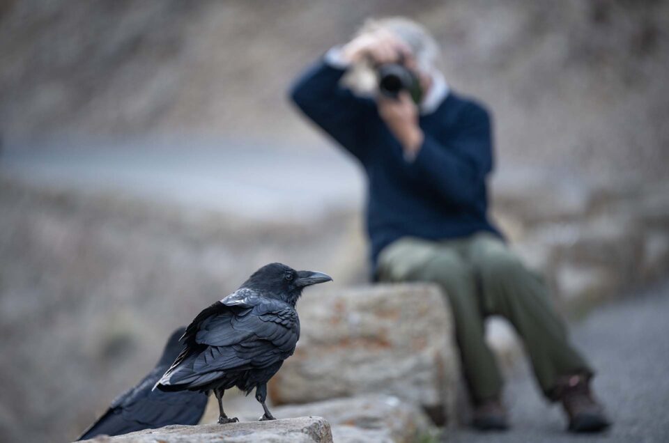 A raven in sharp focus while a photographer captures the moment in the background, representing clarity and confidence in your photography.