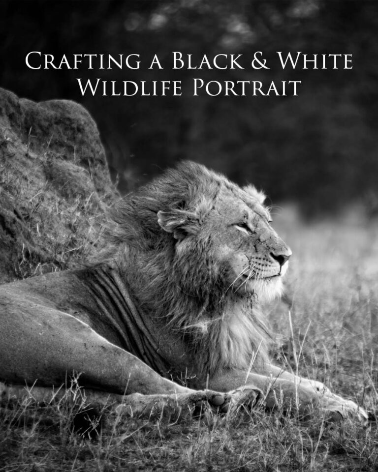 Crafting a Black & White Wildlife Portrait